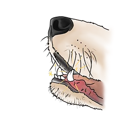 Illustration des Mauls eines Hundes mit gesunden, glänzenden Zähnen