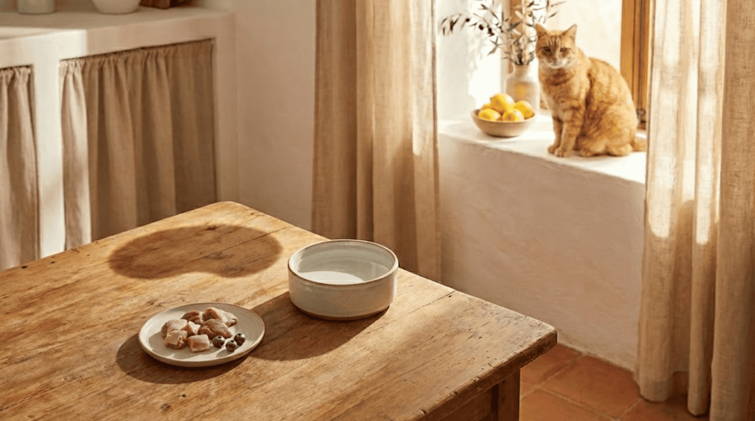 Katze sitzt im warmen Sonnenlicht auf der Fensterbank, während auf dem Holztisch ein Napf und ein Teller mit kleinen Fleischstücken stehen.
