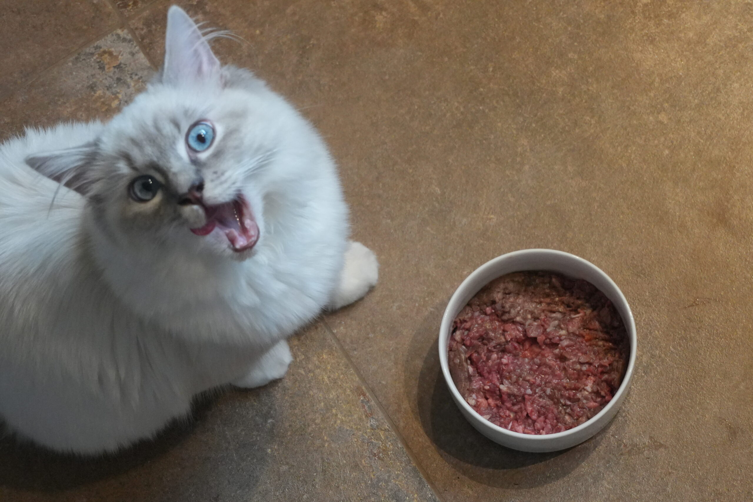 Futterumstellung bei Katzen: Katze sitzt neben einem Napf mit rohem Fleisch und schaut nach oben.
