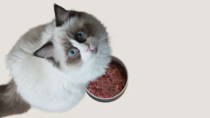 Futterumstellung bei Katzen: Katze blickt nach oben neben Napf mit rohem Fleisch