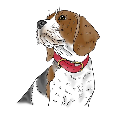 Illustration des oberen Teils eines Beagles