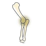 Illustration der Knochen eines Hundes mit hervorgehobenen Gelenken