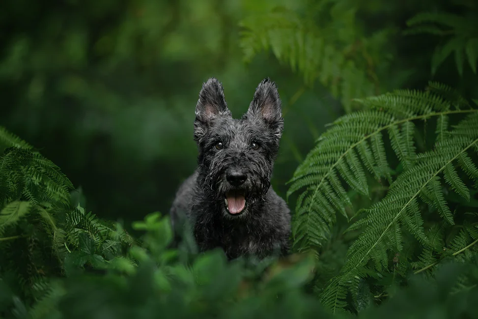 Hund Sherlock zwischen grünen Farnen im Wald